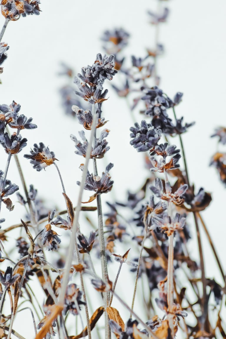 Dried lavender flowers with purple blooms and brown stems against a light background