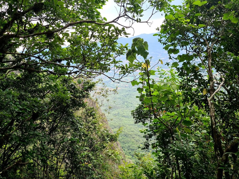 View through dense green forest canopy revealing layered mountainous landscape and distant valley below