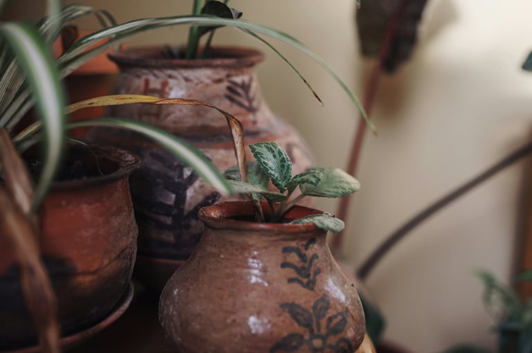 Small potted succulent plant with green leaves in a decorative terracotta pot with dark patterns